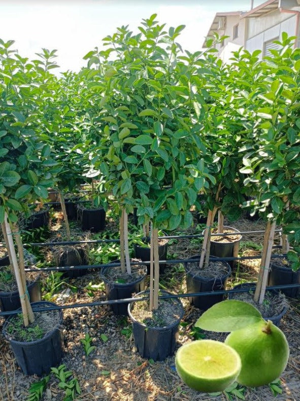 Mexikanische Limette 'Messicana' 140-180 cm | Exotischer Fruchtbaum für Ihren Garten - Citrus