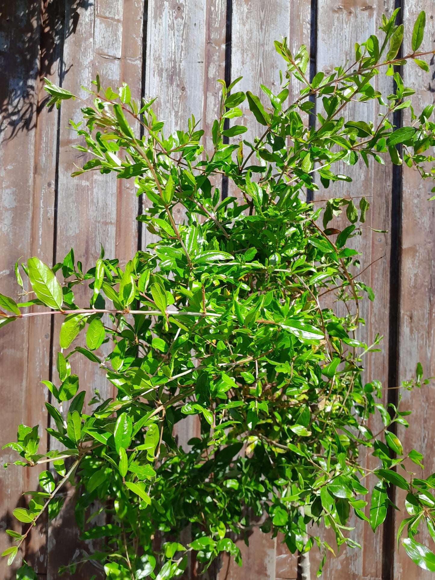 Angebot 2 STÜCK Granatapfel 'Mollar de Elche' 150-190 cm Hochstamm - Punica Granatum - Obstbaum - Granatäpfel