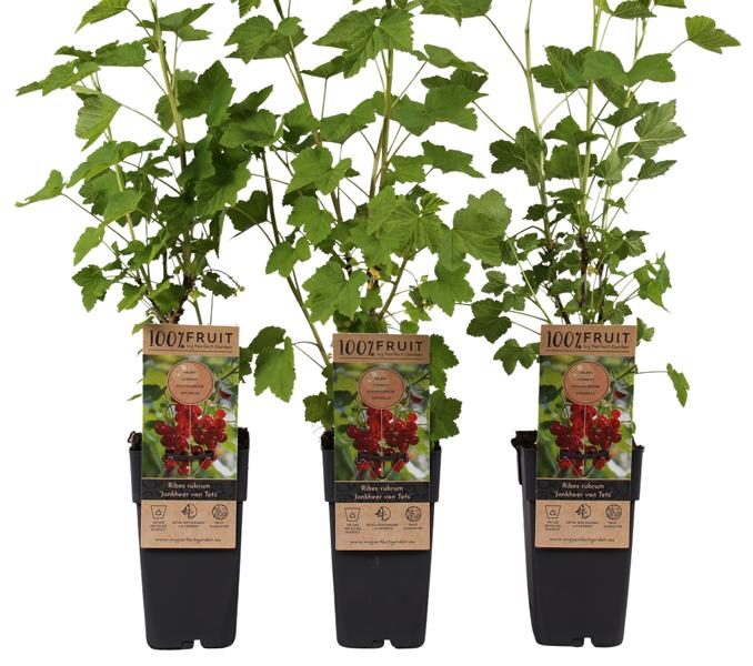 3 Ribes rubrum Jonkheer van Tets - produktivní červený rybíz, 40-60 cm | Robustní, nenáročná péče, bohatá na vitamíny