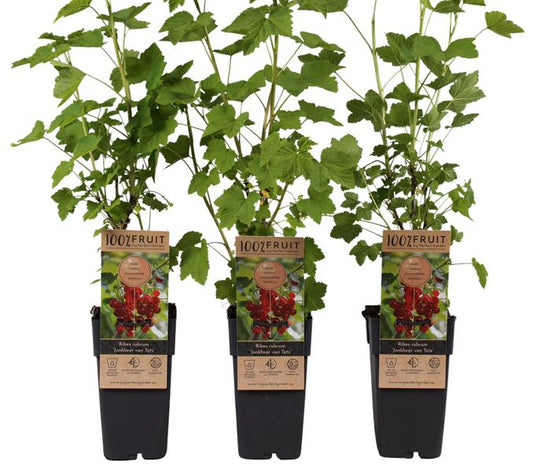 3 Stück Ribes rubrum Jonkheer van Tets - Ertragreiche Rote Johannisbeere, 40-60 cm | Robust, pflegeleicht, vitaminreich