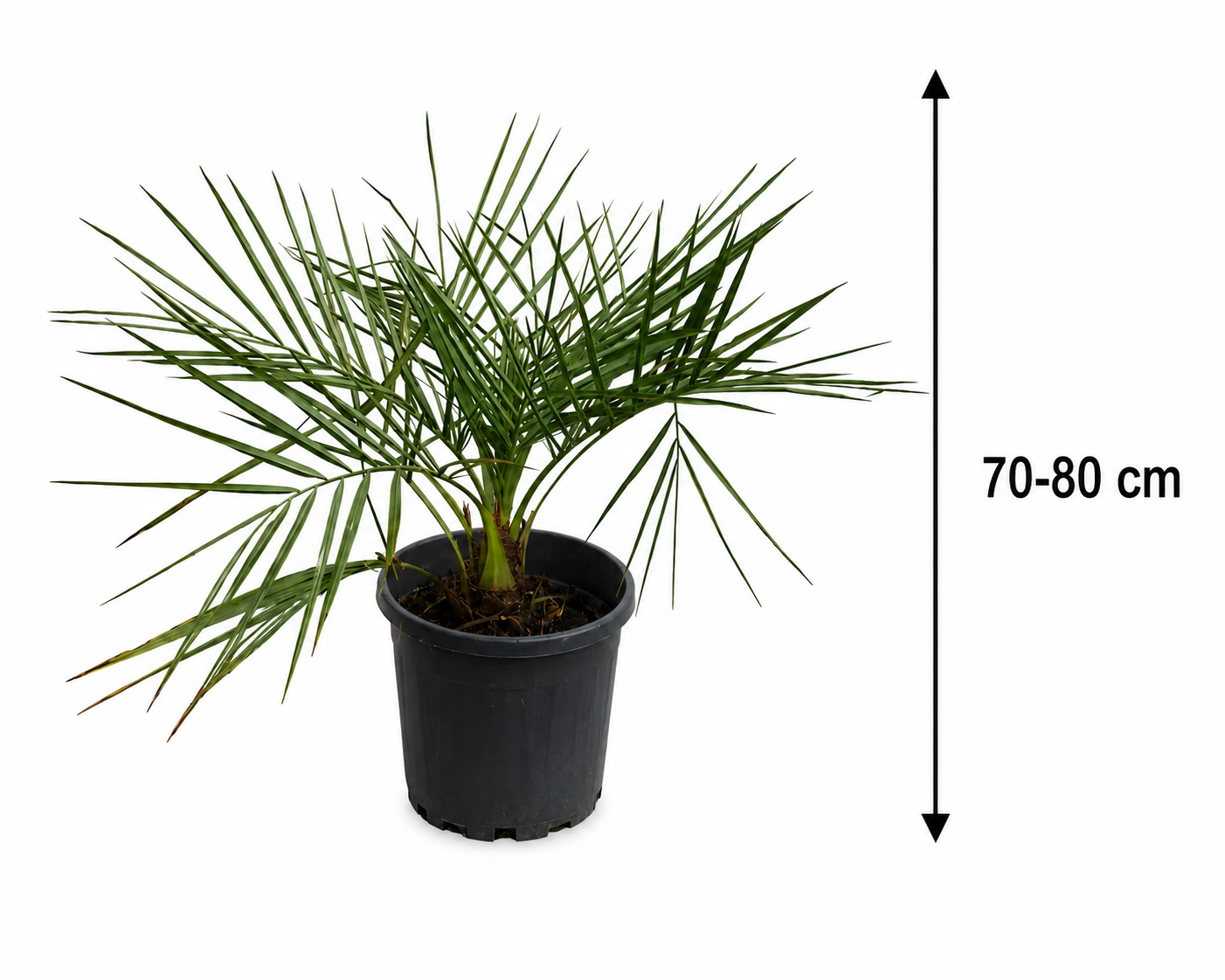 Jubaea chilensis Honigpalme 70-80 cm – Chilenische Honigpalme, Exotische Palme für Garten, Terrasse & Kübel