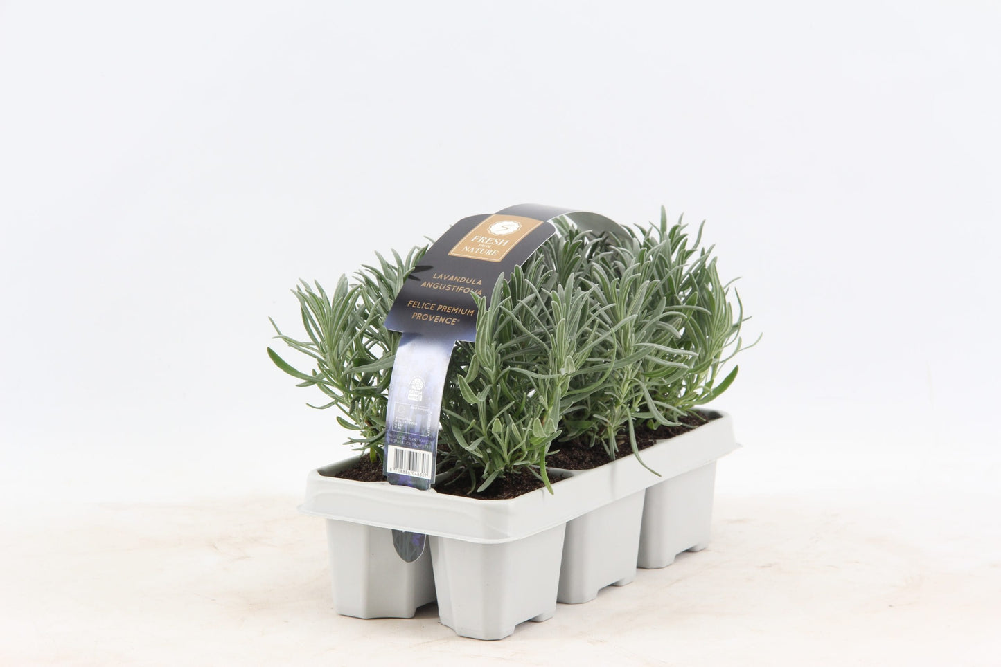 Lavandula ang. `Felice White` Trvalka levandule Bílá levandule