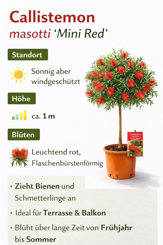 Callistemon „Masotti Mini Red“ ca. 120 cm – Zylinderputzer / Flaschenputzer – Immergrüne Kübelpflanze mit roten Blüten