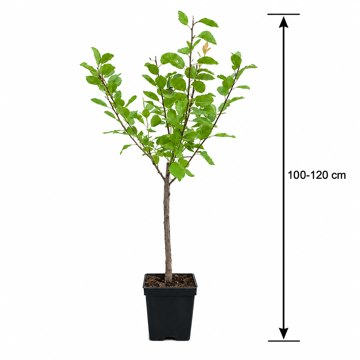 Pflaumenbaum ‘Reine Claude d’Althan’ 100–120 cm – Edelpflaume, Reneklode, Obstbaum winterhart