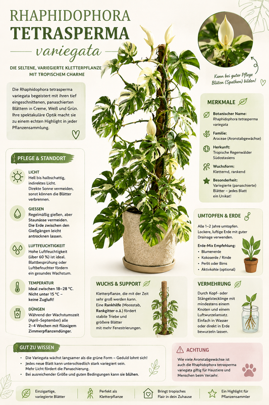 Rhaphidophora Tetrasperma Variegata 60–80 cm – Variegierte Mini Monstera, Monstera Ginny, Zimmerpflanze mit Panaschierung