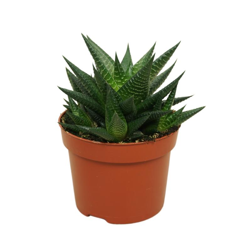 Haworthia limifolia im 14 cm Topf – Zebra-Haworthie | pflegeleichte Mini-Sukkulente für Fensterbank & Büro