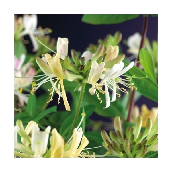 jelängerjelieber lonicera Echtes Geißblatt „Jelängerjelieber“ – Lonicera periclymenum ‘Belgica  Select’ | Duftende Kletterpflanze 30–50 cm