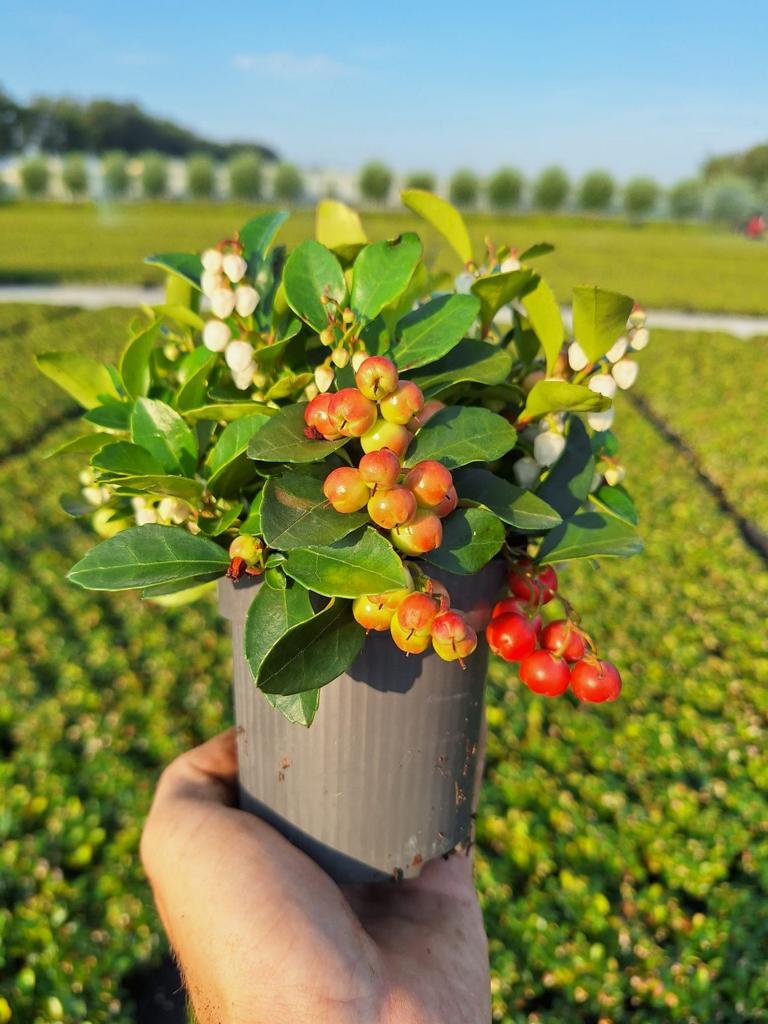 Gaultheria procumbens ‘Big Berry’ – Immergrüne Teppichbeere mit leuchtend roten Beeren, ca. 15 cm inkl. Topf