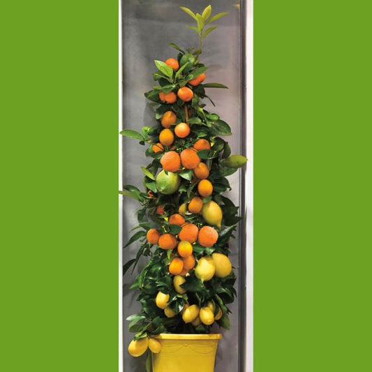 Amalfi Zitrus-Trio ca. 70 cm - Zitrone, Calamondin-Orange und Kumquat am Spalier / VERSANDKOSTENFREI