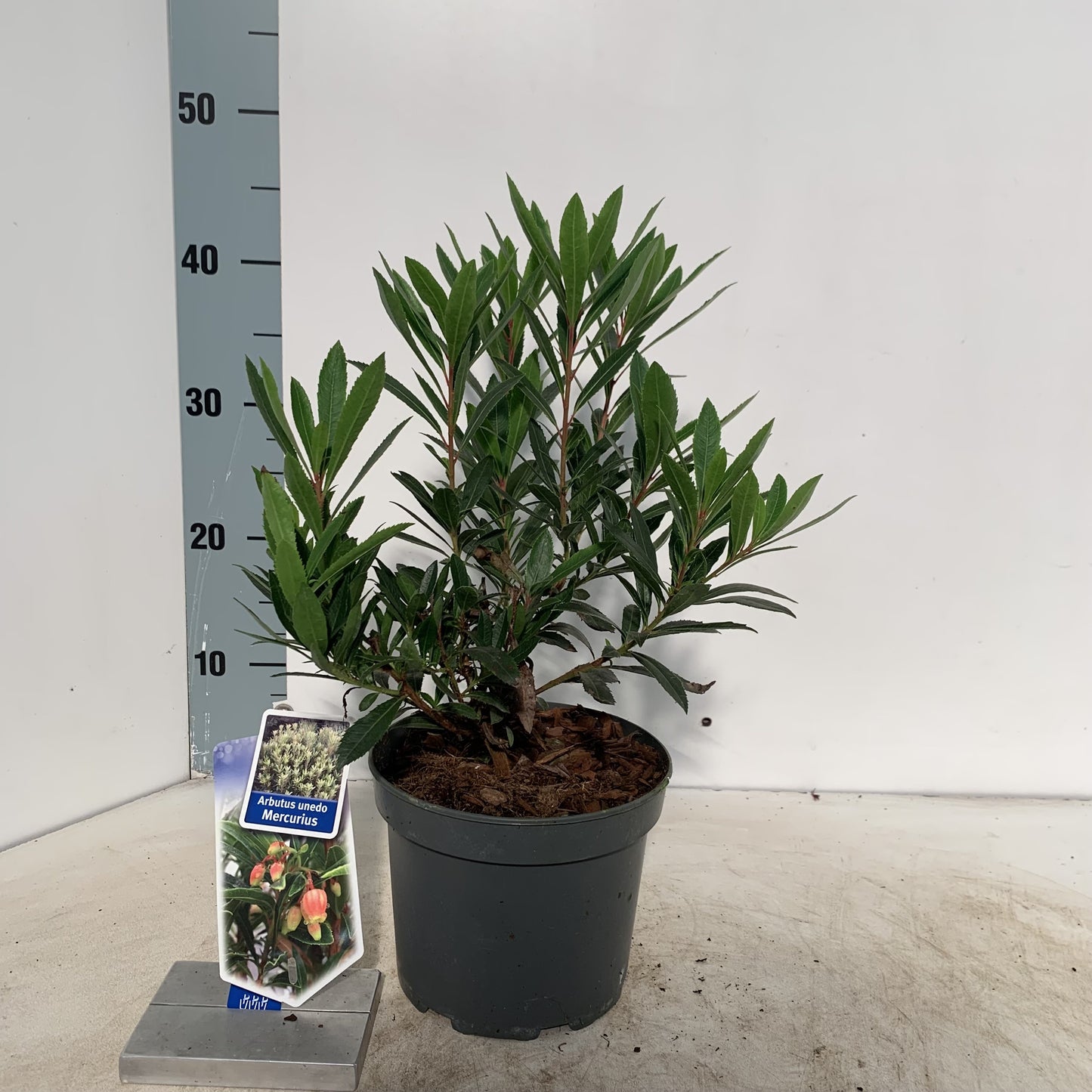 Erdbeerbaum 'Mercurius' 40-60 cm - Arbutus unedo, Immergrün, winterhart und pflegeleicht