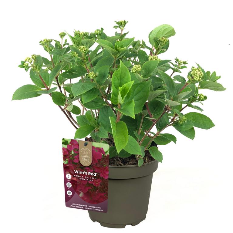 Rispenhortensie 'Wim’s Red' – Hydrangea paniculata im 3L Topf | Blühfreudiger Zierstrauch in Rot-Weiß