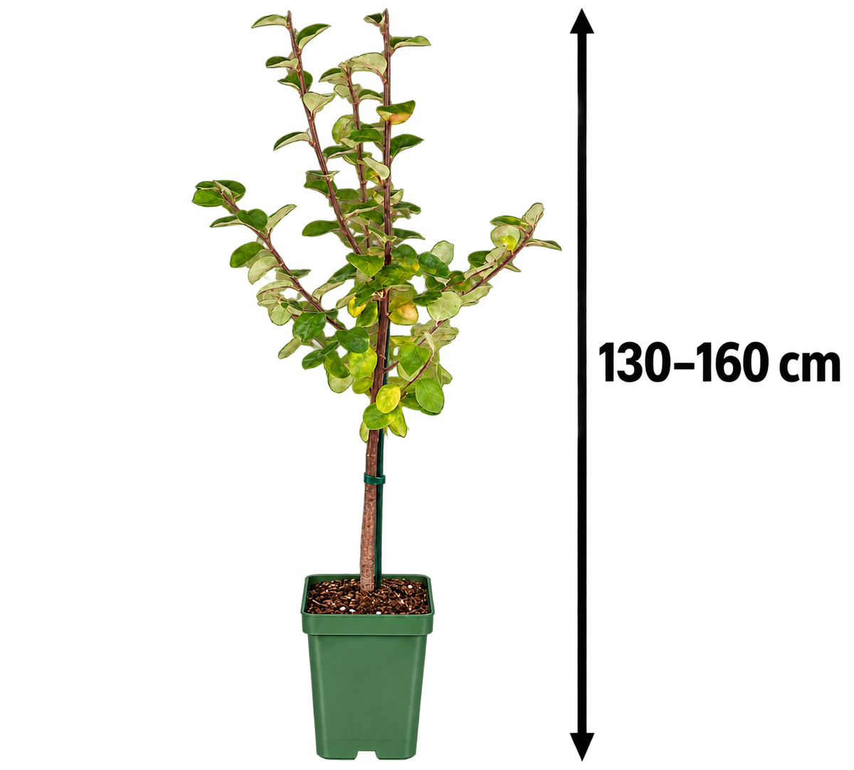 Cydonia oblonga ‘Leskovac’ 130–160 cm – Apfelquitte, Quittenbaum, winterharter Obstbaum für Garten