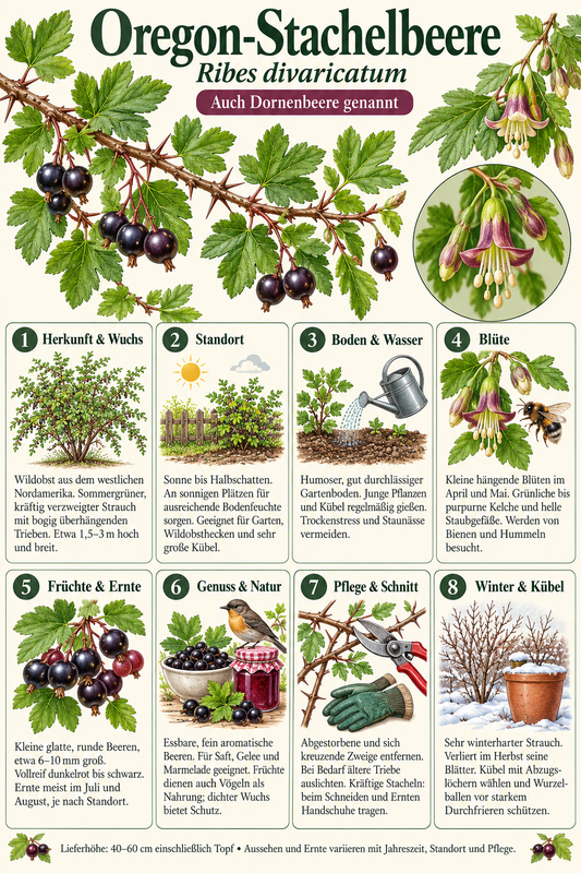 Oregon-Stachelbeere – Ribes divaricatum – winterharter Beerenstrauch mit essbaren Früchten – 40–60 cm inkl. Topf