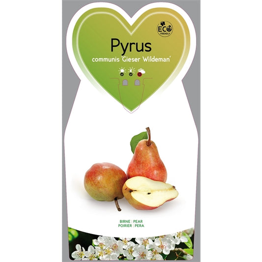 Pyrus communis 'Gieser Wildeman' 100-120 cm Birnbaum Birne Kochbirne
