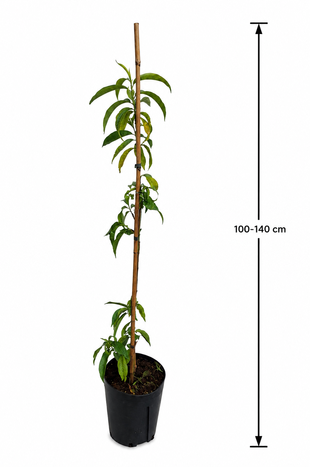 Pfirsichbaum Prunus persica ‘Precoce’ – früher Pfirsich, Obstbaum 100–140 cm, winterhart