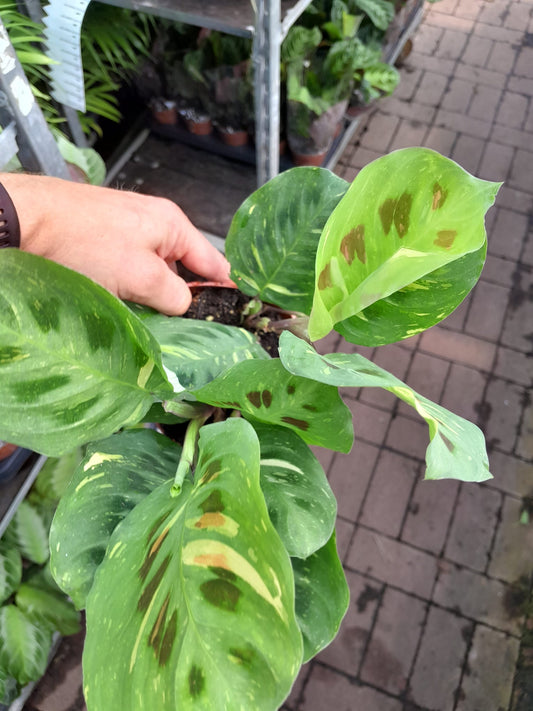 Maranta Leuconeura 'variegata' cca. 30 cm Arova kořen - Pokojová rostlina - Listnatá rostlina