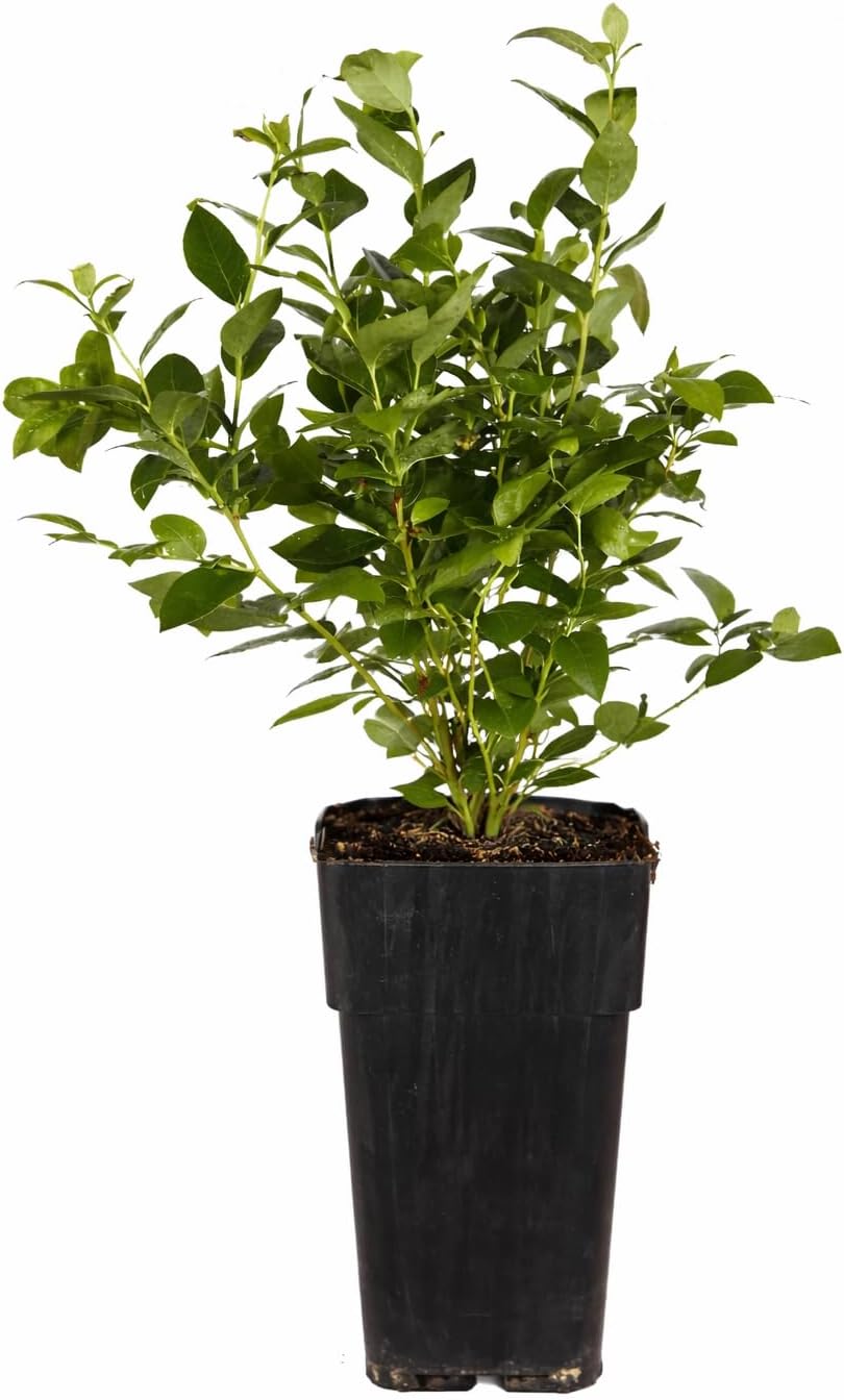 Borůvka - Vaccinium corymbosum 'Goldtraube 71'