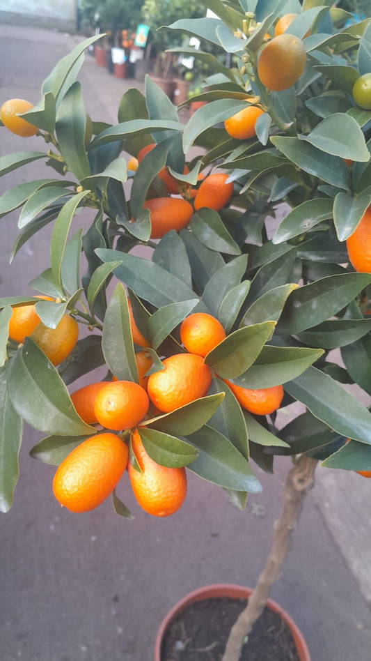 Kumquat Citrus Fortunella – Ovale Kumquat (Fortunella margarita) 90-110 cm – Exotische Zitruspflanze für Garten und Terrasse