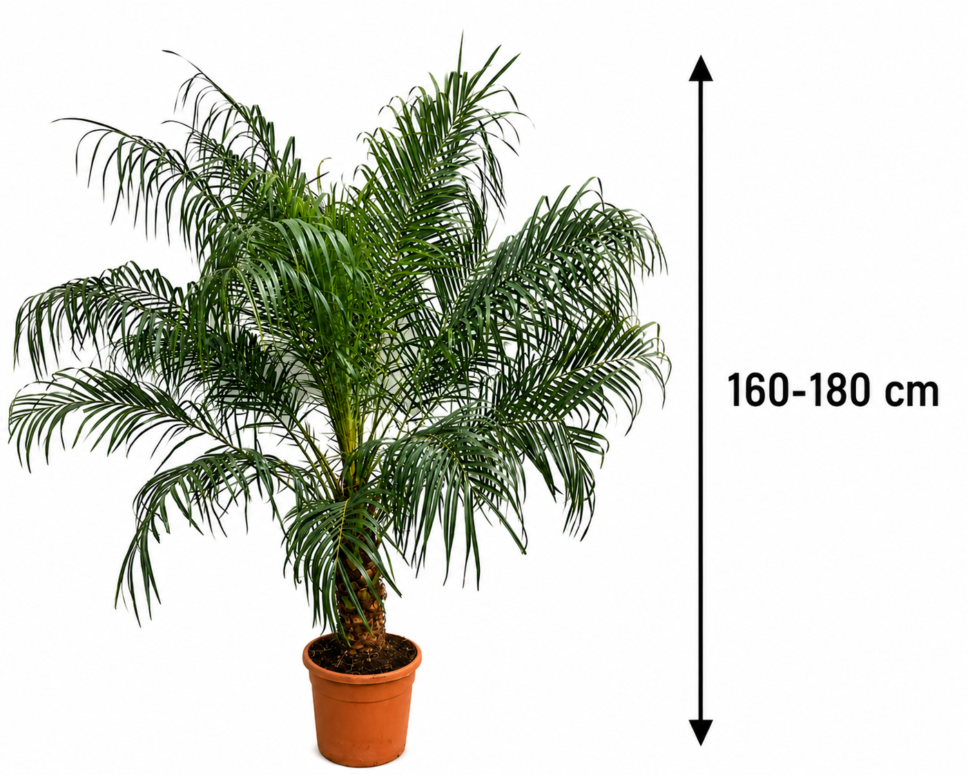 Zwerg Dattelpalme Phoenix Roebelenii 160-180 cm Dattelpalme Zimmerpalme Exotische Palme