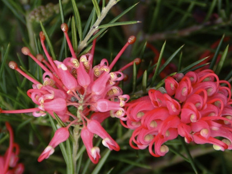 Grevillea Juniperina 40-50 cm - australský stříbrný dub s jalovcovými listy | Vždyzelený okrasný keř do zahrady a na terasu