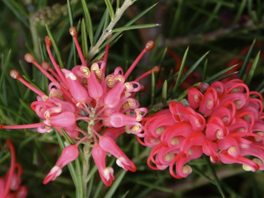 Grevillea Juniperina 40-50 cm - australský stříbrný dub s jalovcovými listy | Vždyzelený okrasný keř do zahrady a na terasu
