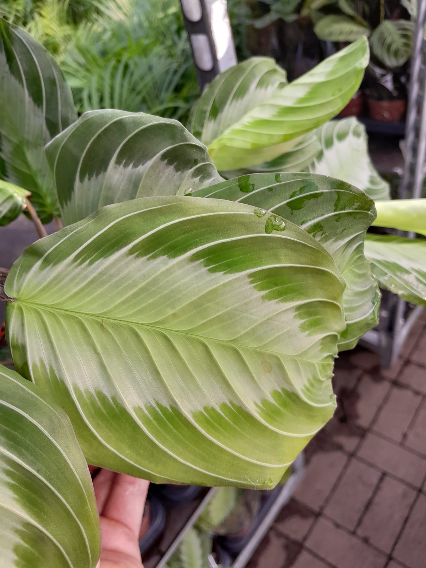 Maranta leuconeura 'Exclusive Grey' ca. 30 cm Pfeilwurz - Zimmerpflanze - Grünpflanze