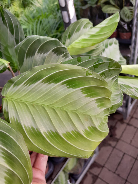 Maranta leuconeura 'Exclusive Grey' cca. 30 cm Arova kořen - Pokojová rostlina - Listnatá rostlina