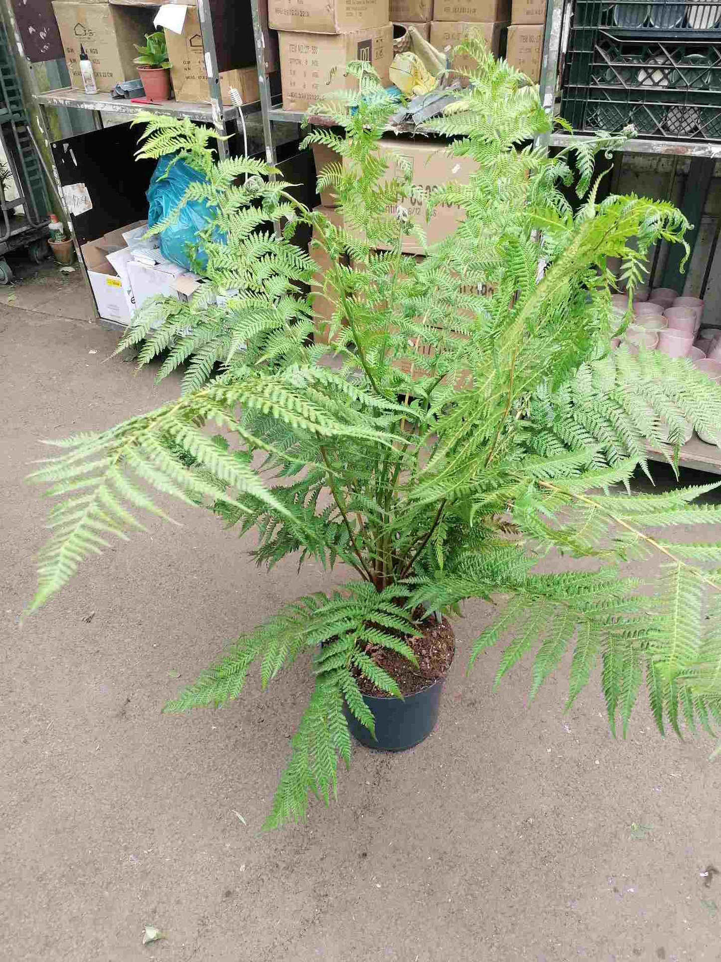 Stromová kapradina cca. 150 cm Dicksonia antarctica - pozůstatek z pravěku