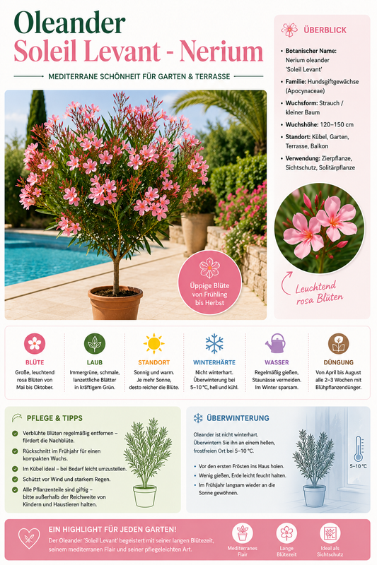 Oleander Stämmchen 'Soleil Levant' 120–150 cm – Nerium oleander Hochstamm mediterrane Kübelpflanze mit Blüten