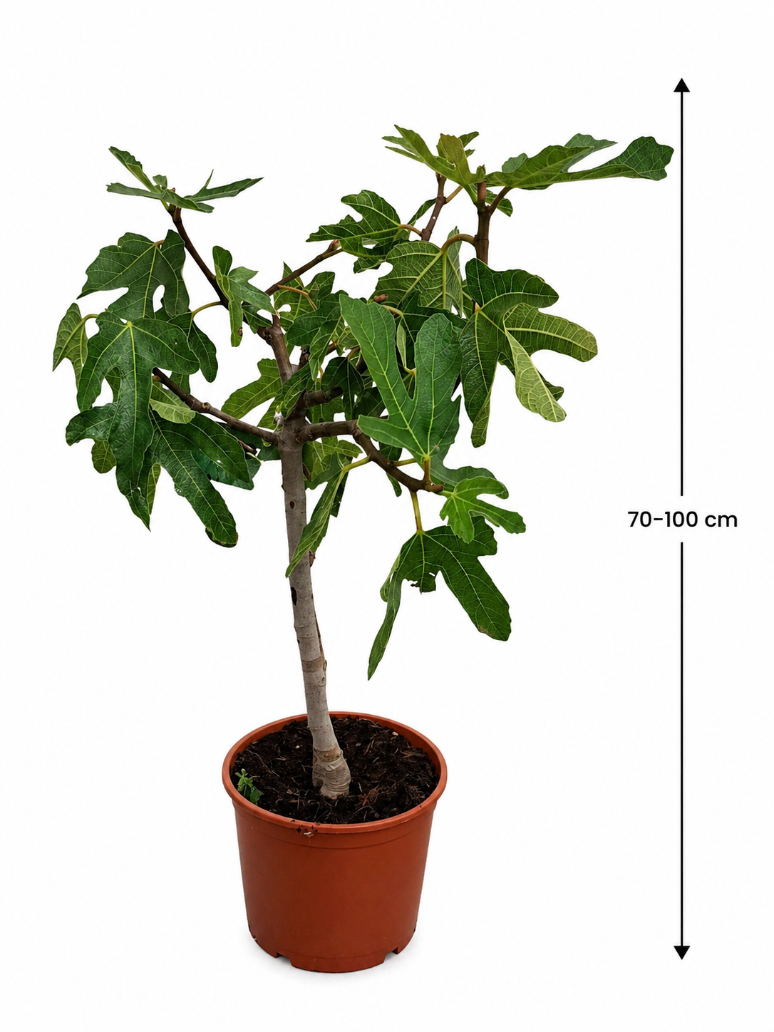 Ficus carica Ronde de Bordeaux Feigenbaum 70–100 cm – Echte Feige winterhart süße Früchte mediterrane Pflanze