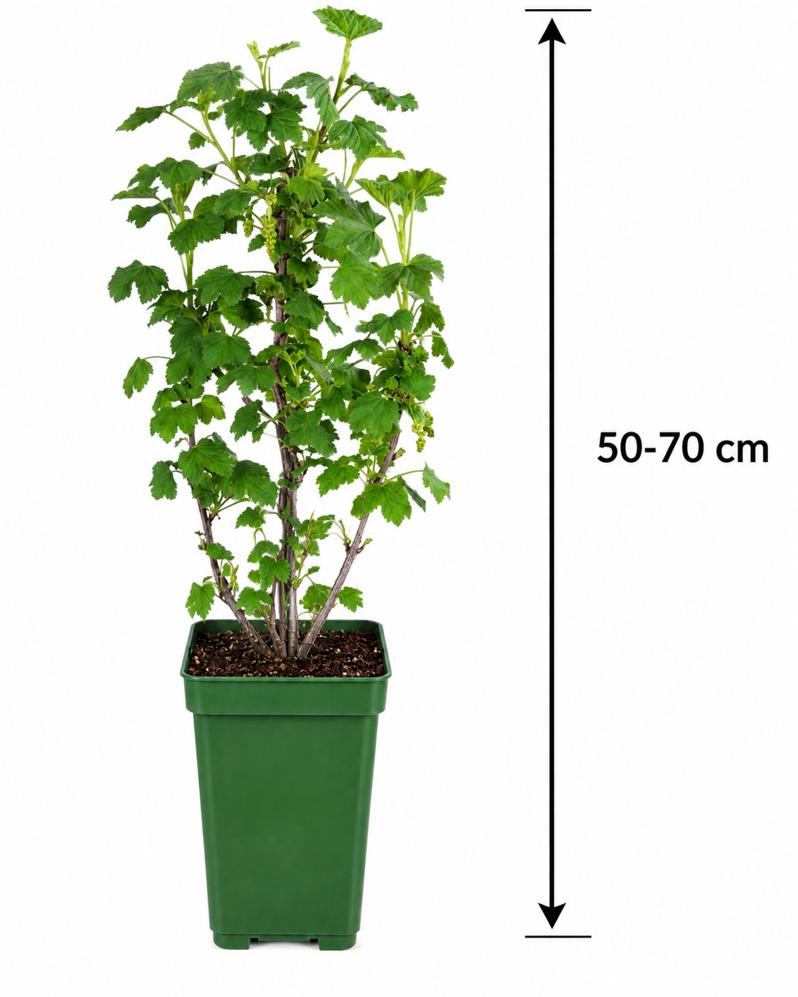Rote Johannisbeere Jonkheer van Tets 50–70 cm – Ribes rubrum – winterharter Beerenstrauch mit aromatischen Früchten