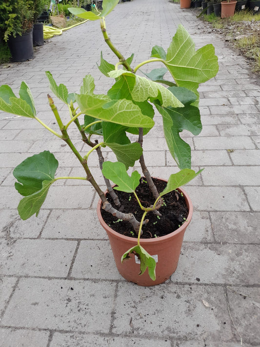 Ficus carica Bornholms diamant Busch 60-100 cm - Feigenbaum - Winterhart - Gartenpflanze