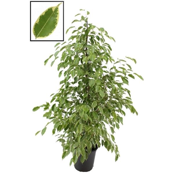 Ficus Benjamina 'Golden King' – Pflegeleichte Zimmerpflanze, Luftreiniger & Hingucker, 130-150 cm