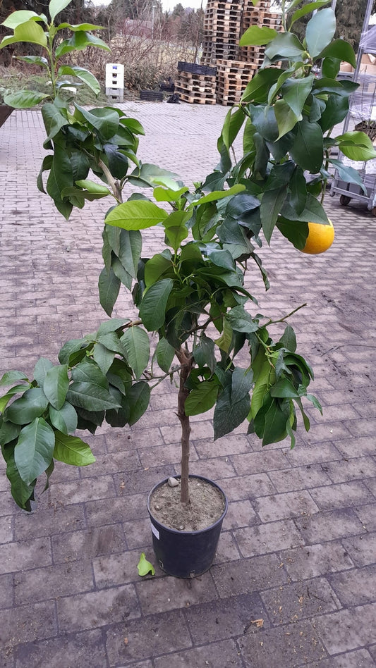 Citrus Bergamia 'Fantastico' - Bergamotte - Edle Bergamottsorte, 120-140 cm, für Ihr Zuhause
