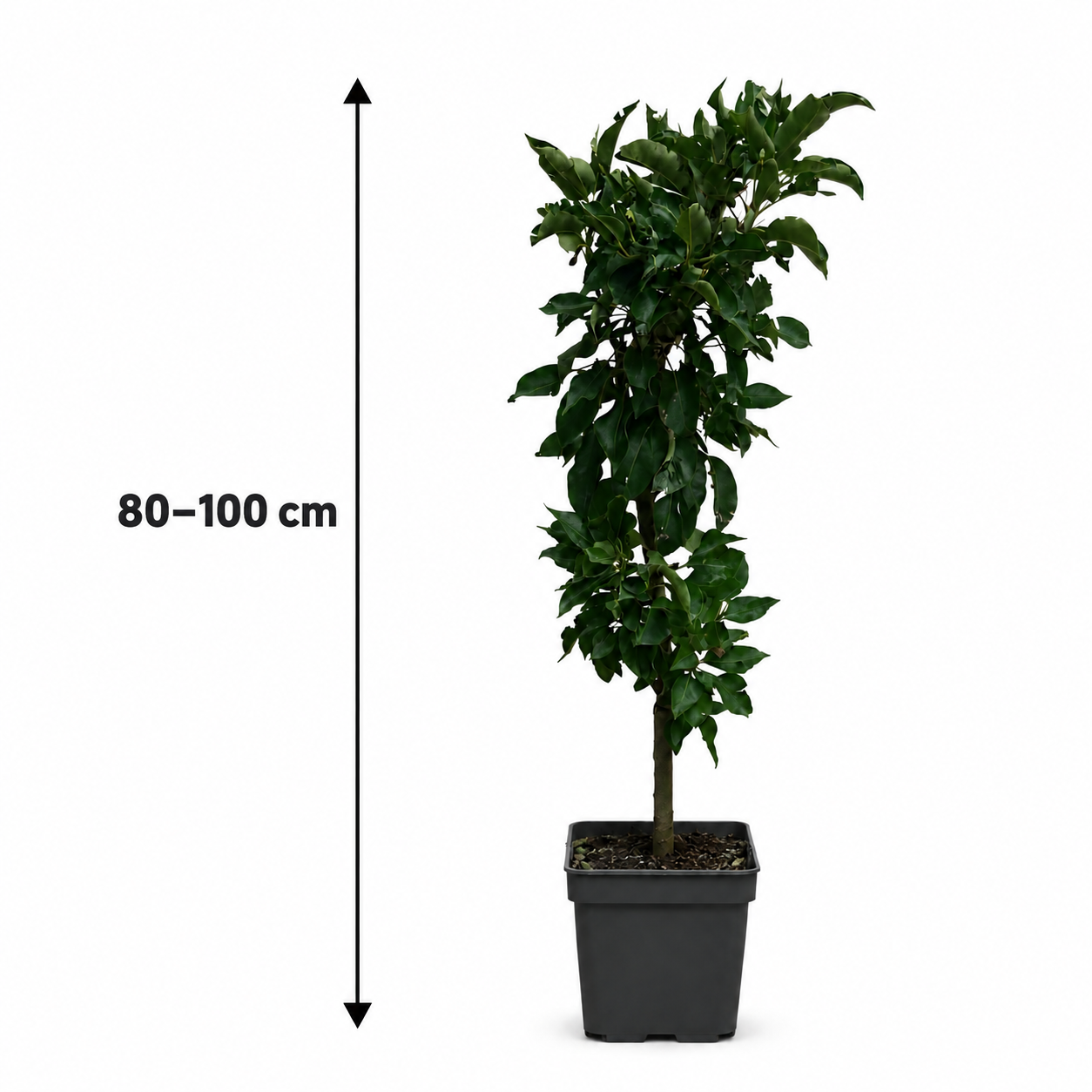 Zwergbirne Luisa 80–100 cm – Pyrus communis – kompakter Birnenbaum und Säulenobst für Garten, Terrasse und Kübel
