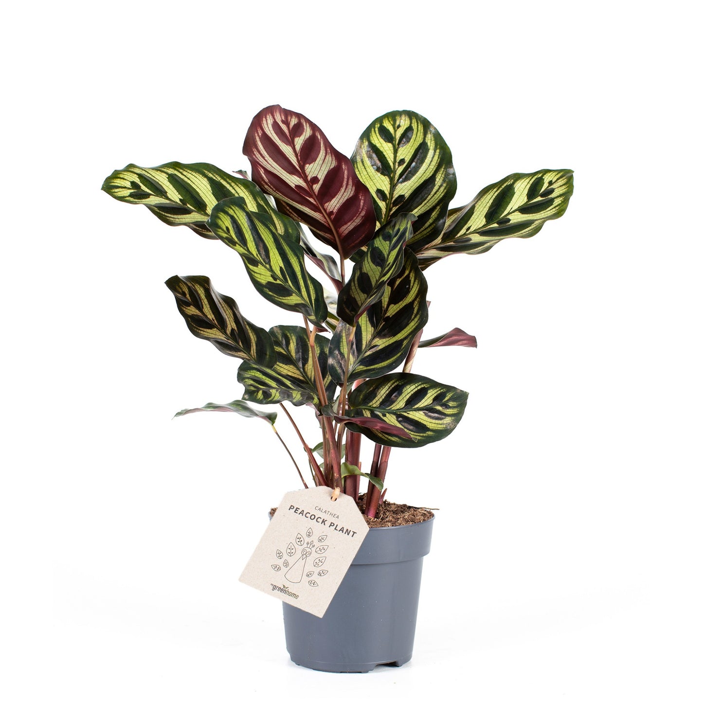 Calathea Makoyana 30-40 cm - Peacock Maranta - Pokojová rostlina - Listová rostlina - Vhodná pro domácí mazlíčky