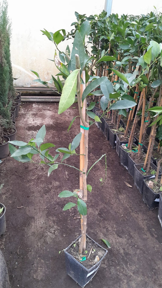 Limette 'La Valette' 110-140 cm - Saure Limette für den Garten | Citrus aurantiifolia
