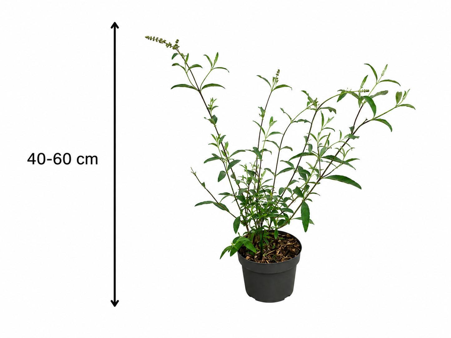 Buddleja davidii 'Royal Red' 40–60 cm – Sommerflieder – Schmetterlingsflieder – Blütenstrauch im 3L Topf