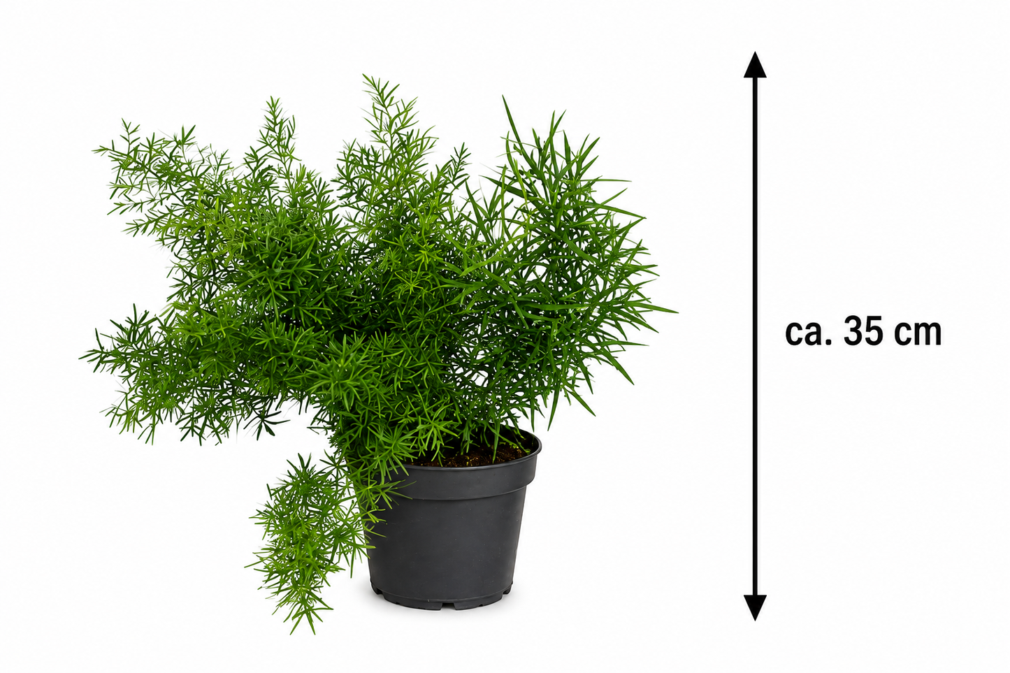 Směs chřestu 5 kusů - cca. 35 cm – okrasný chřest, nenáročná pokojová rostlina