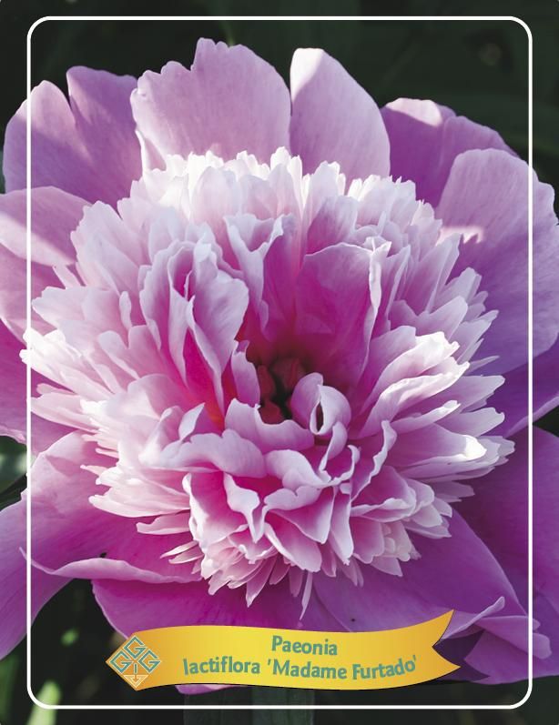 Chinesische Pfingstrose 'Madame Furtado' – Duftende Rarität im 1L Topf | Paeonia lactiflora