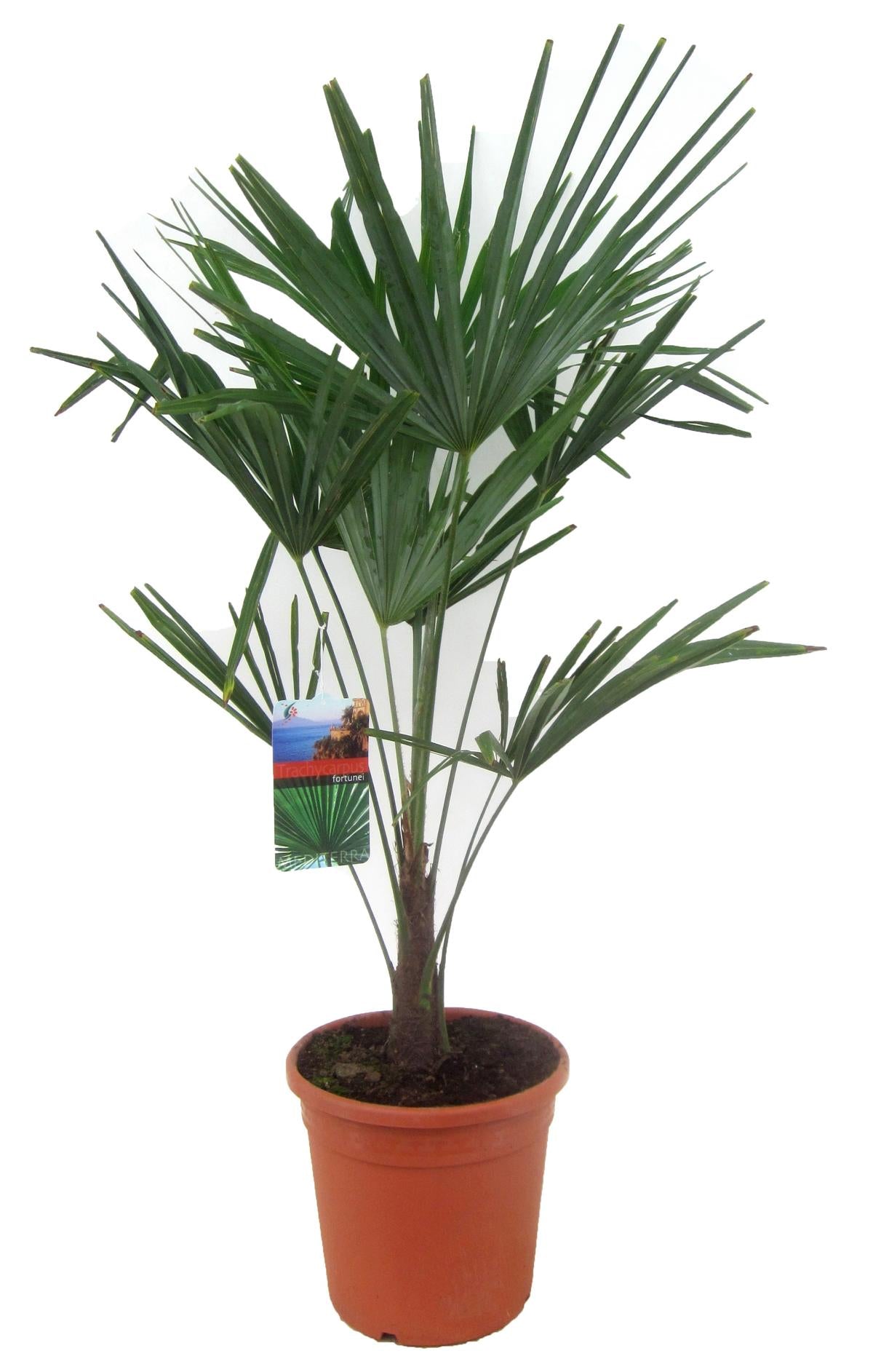 Chinesische Hanfpalme 130-160 cm Trachycarpus fortunei