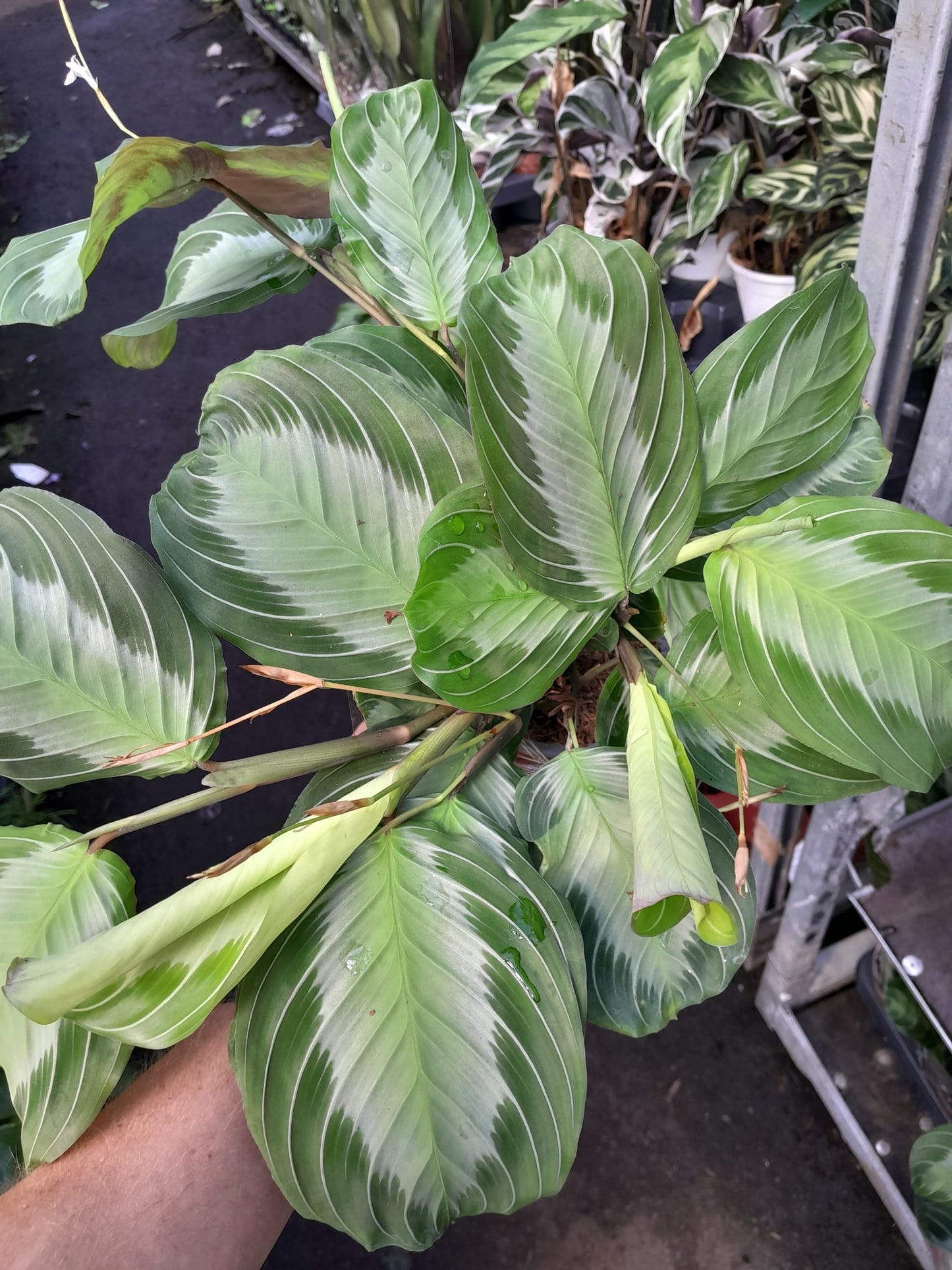 Maranta Leuconeura 'Silver Band' cca. 30 cm Arova kořen - Pokojová rostlina - Listnatá rostlina