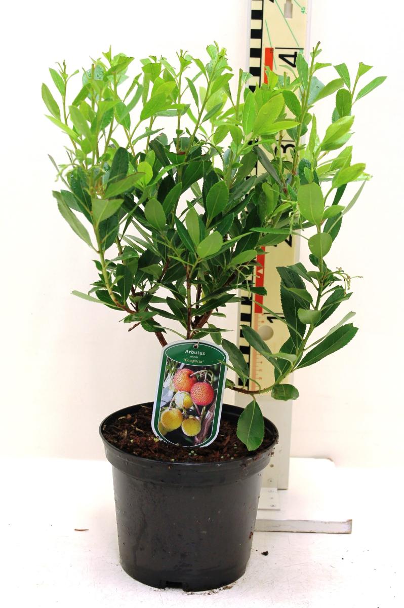 Jahodník 40-60 cm Arbutus unedo - jahodový keř - zimní kvetoucí rostlina a středomořská dřevina