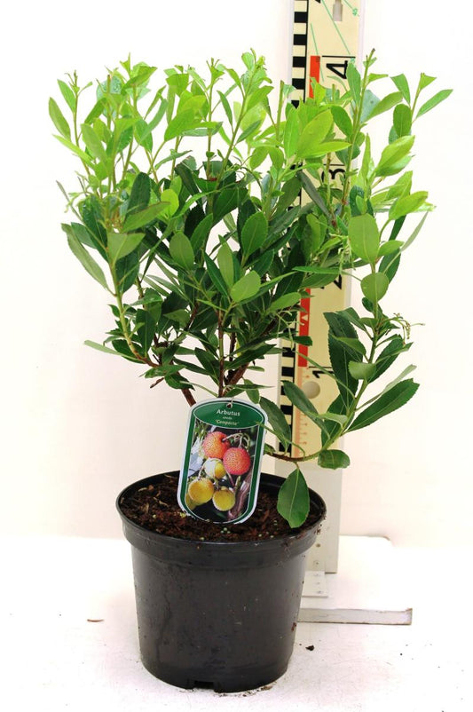Jahodník 40-60 cm Arbutus unedo - jahodový keř - zimní kvetoucí rostlina a středomořská dřevina