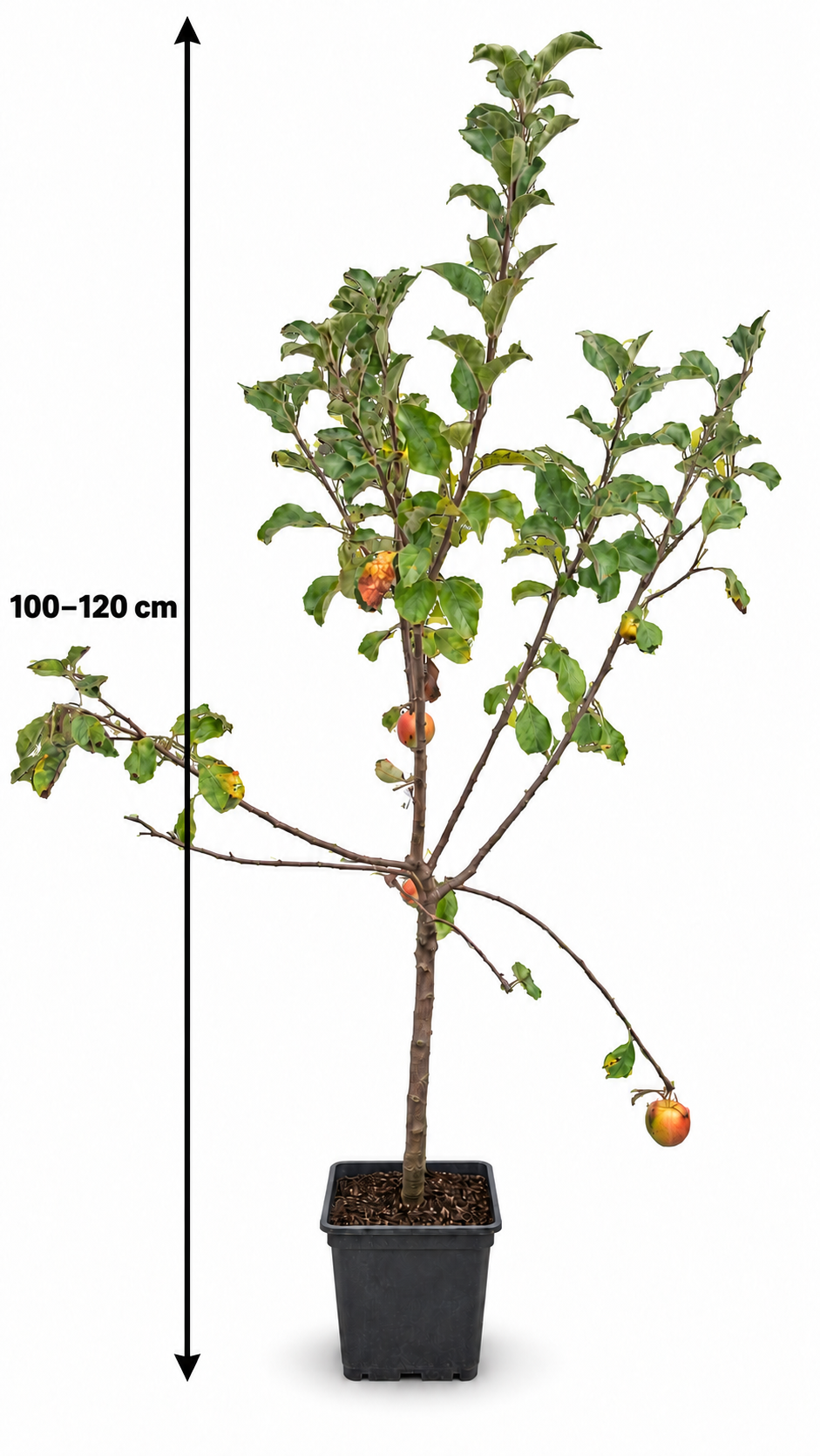 Zwergapfel ‘Galina’ 100–120 cm – kompakter Apfelbaum für Kübel, Balkon, Terrasse und Garten