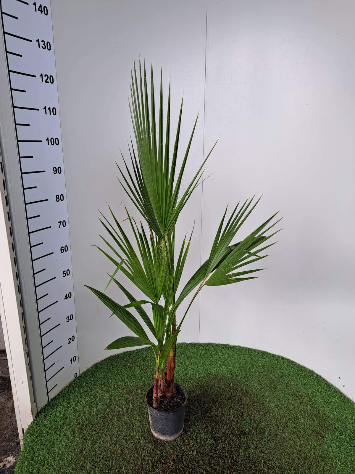 Washingtonia Robusta 90-110 cm – Mexikanische Fächerpalme für Garten & Terrasse – 2-3er Tuff Pflanze kaufen