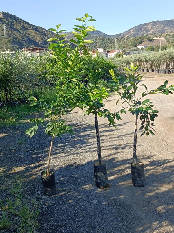 Gelber Grapefruitbaum (Citrus paradisi) – 140-180 cm C17| Zitronige Frische für Garten & Terrasse