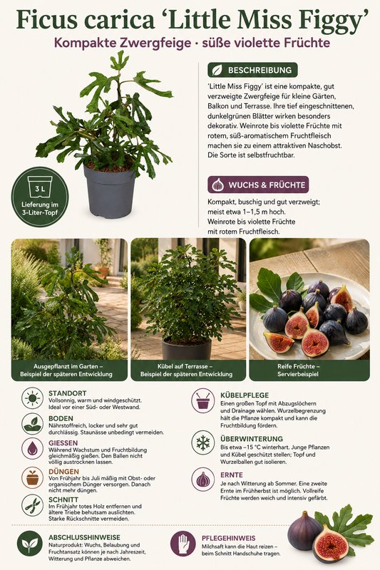 Zwergfeige ‘Little Miss Figgy’ – kompakter Feigenbaum (Ficus carica) im 3-Liter-Topf – winterharte Balkonfeige für Garten & Terrasse