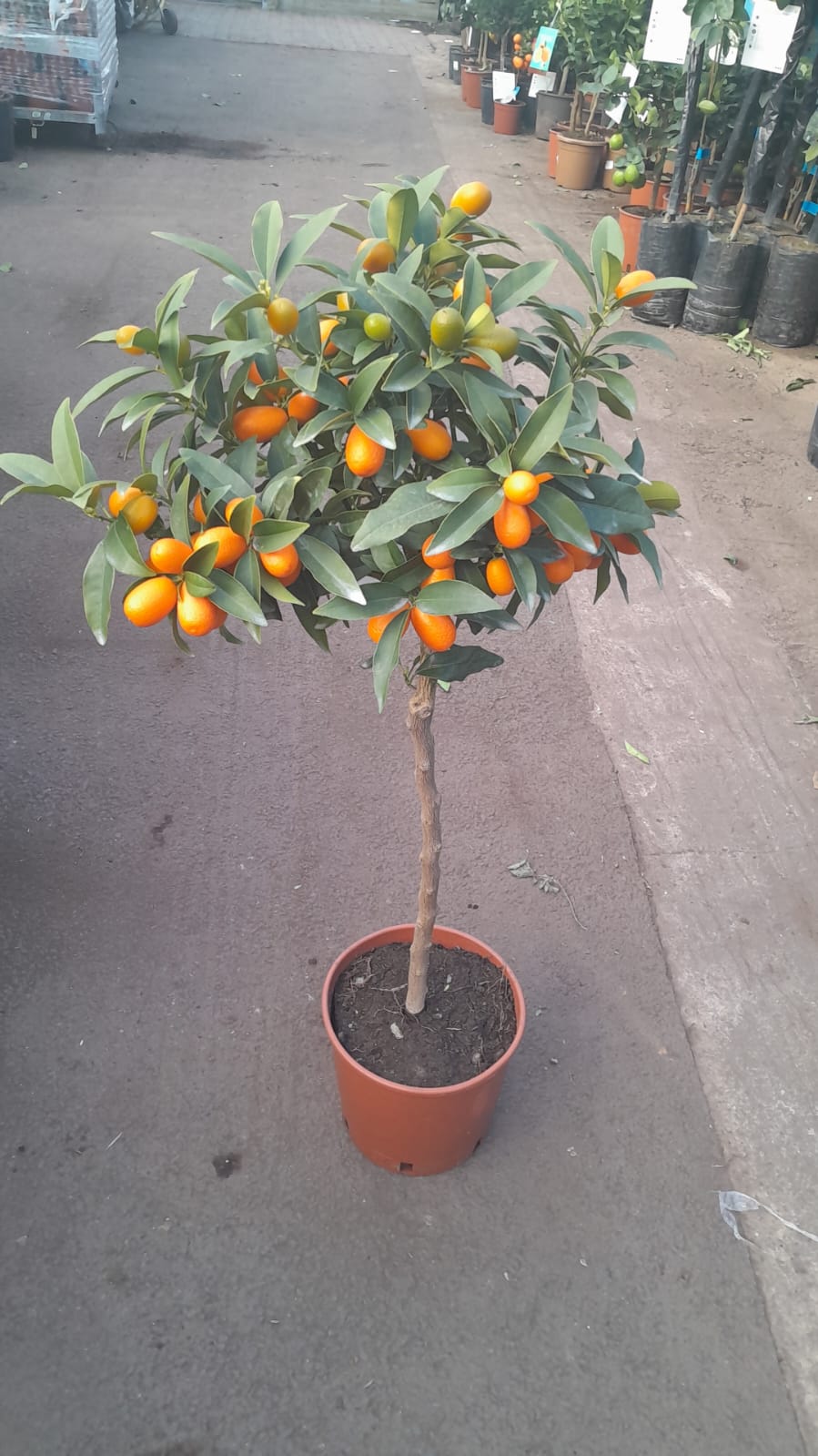 Kumquat Citrus Fortunella – Oválný kumquat (Fortunella margarita) 90-110 cm – Exotická citrusová rostlina do zahrady a na terasu
