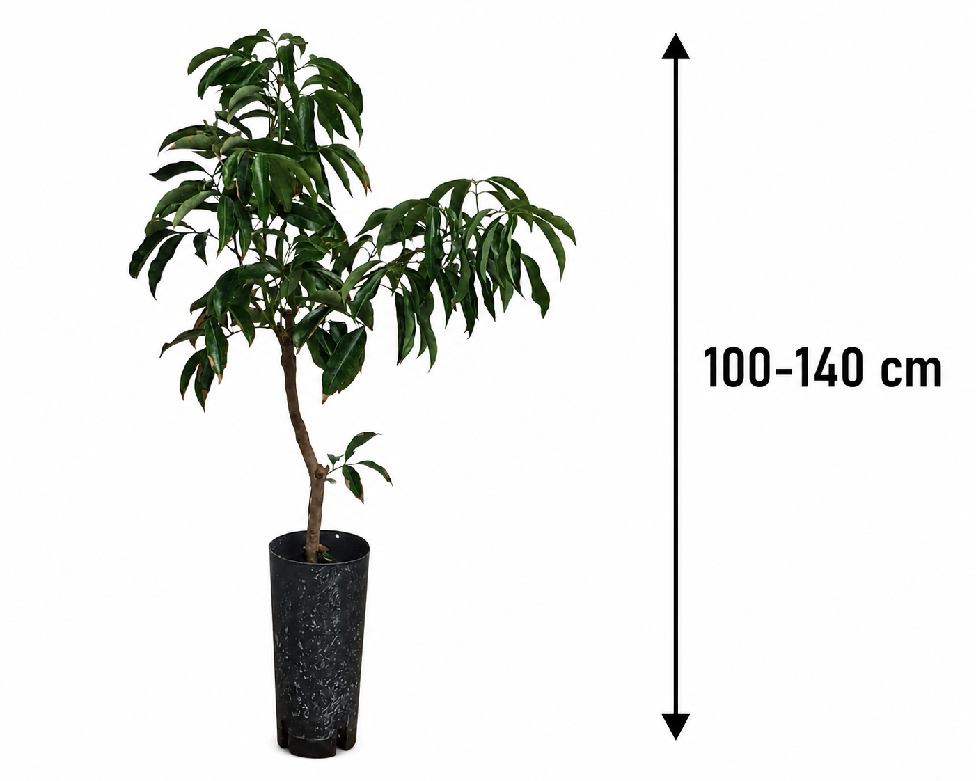 Litschi Kwai Mai Pink (Litchi chinensis Kwai Mai Pink) – Litschibaum, Lychee Pflanze, exotischer Obstbaum, immergrüne Kübelpflanze